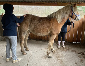111 Massages-equin14 EARL Les Sapins Shiatsu et Bien-être Equin Pension Cheval Soins