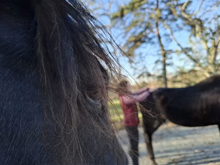 114 Massages-equin17 Mon Histoire EARL Les Sapins Shiatsu et Bien-être Equin Pension Cheval Soins