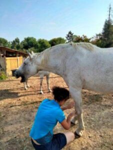 115 Massages-equin18 EARL Les Sapins Shiatsu et Bien-être Equin Pension Cheval Soins
