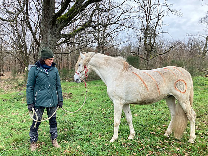 129 Hutte-de-renaissance8 EARL Les Sapins Shiatsu et Bien-être Equin Pension Cheval Soins