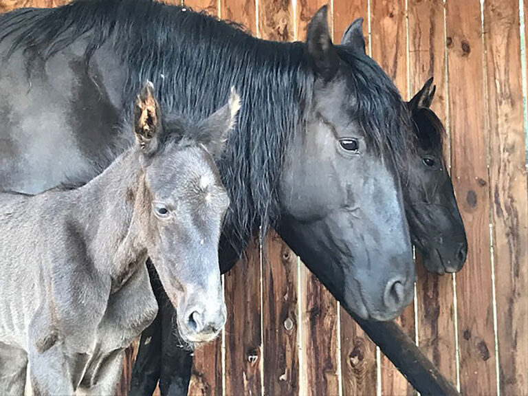 53 Entete-fiche-article EARL Les Sapins Shiatsu et Bien-être Equin Pension Cheval Soins Energétiques Saint-Didier-La-Foret Allier Auvergne