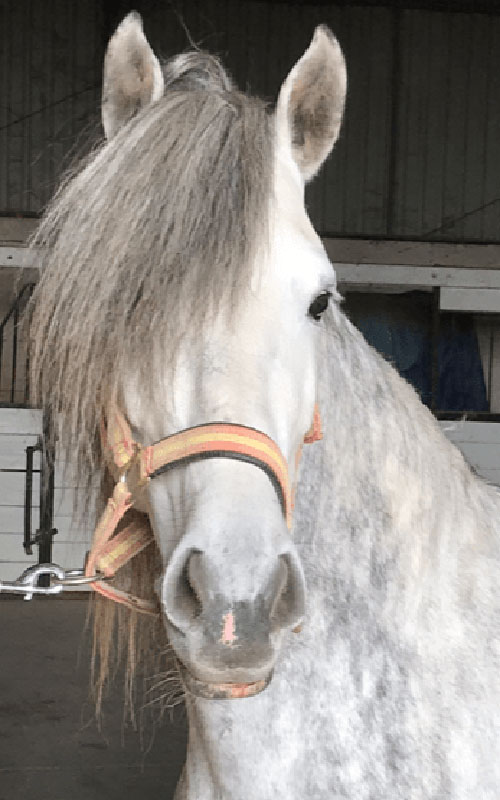 65 Portrait EARL Les Sapins Shiatsu et Bien-être Equin Pension Cheval Soins