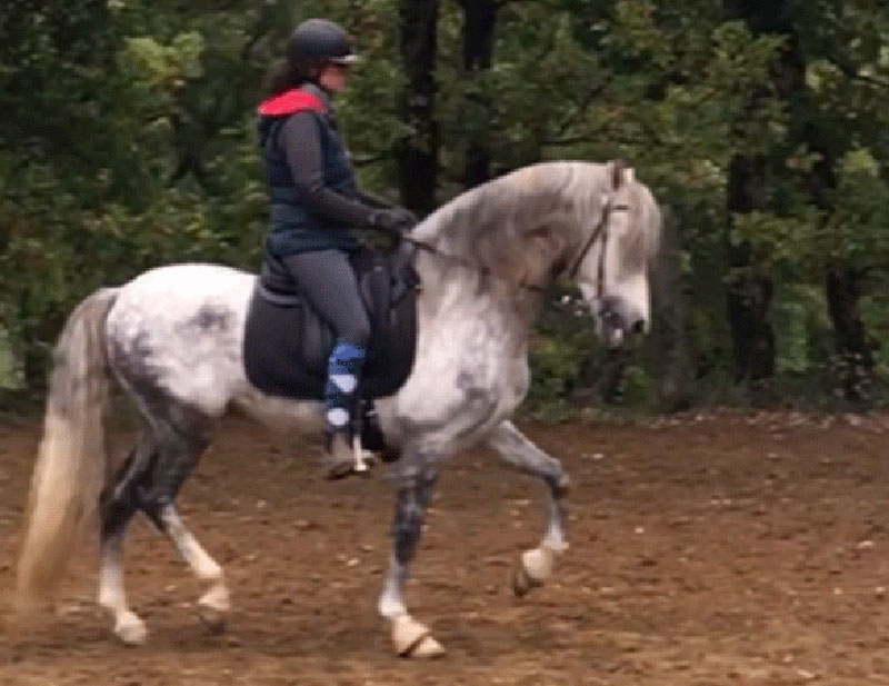 71 Travail-du-cheval EARL Les Sapins Shiatsu et Bien-être Equin Pension Cheval Soins