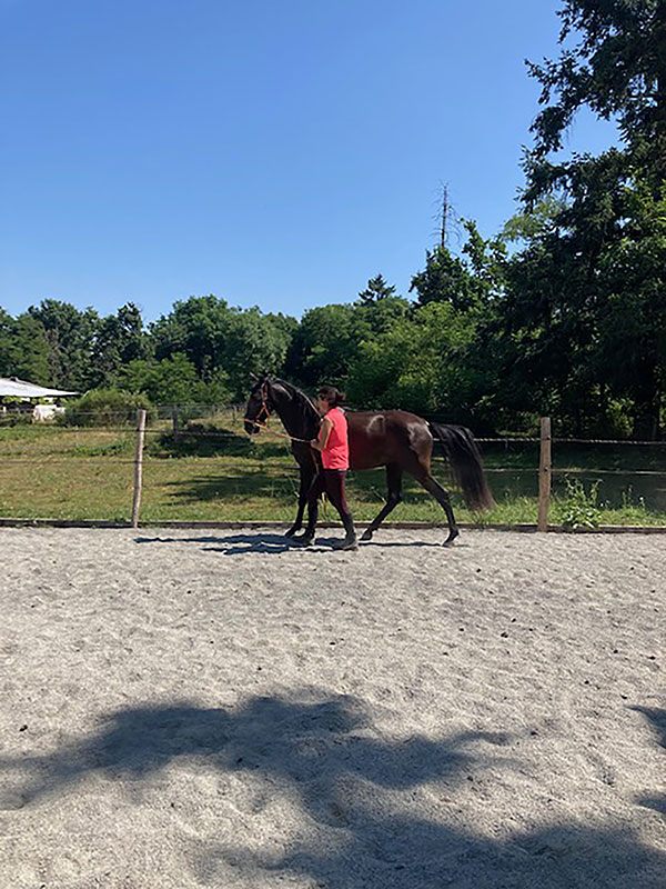74 Entrainement3 EARL Les Sapins Shiatsu et Bien-être Equin Pension Cheval Soins