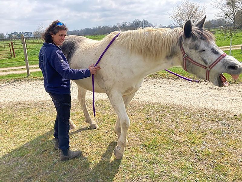 75 Entrainement4 EARL Les Sapins Shiatsu et Bien-être Equin Pension Cheval Soins