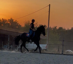 77 Estupendo EARL Les Sapins Shiatsu et Bien-être Equin Pension Cheval Soins