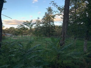 79 Installations2 EARL Les Sapins Shiatsu et Bien-être Equin Pension Cheval Soins