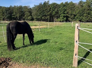 83 Cheval-au-pre EARL Les Sapins Shiatsu et Bien-être Equin Pension Cheval Soins
