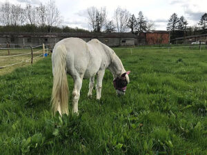 85 Cheval-au-pre10 EARL Les Sapins Shiatsu et Bien-être Equin Pension Cheval Soins