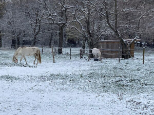 86 Cheval-au-pre11 EARL Les Sapins Shiatsu et Bien-être Equin Pension Cheval Soins