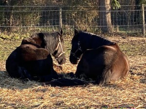 87 Cheval-au-pre12 EARL Les Sapins Shiatsu et Bien-être Equin Pension Cheval Soins Sejours