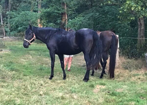 88 Chevaux-au-pre2 EARL Les Sapins Shiatsu et Bien-être Equin Pension Cheval Soins