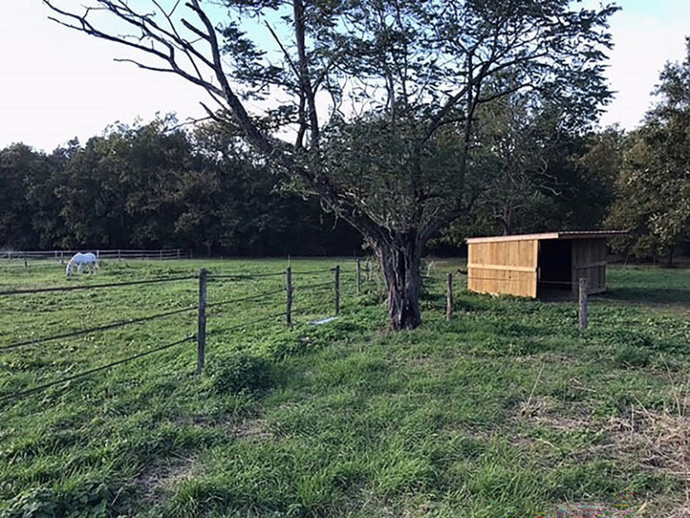 89 Chevaux-au-pre3 EARL Les Sapins Shiatsu et Bien-être Equin Pension Cheval Soins