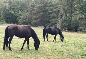 90 Chevaux-au-pre4 EARL Les Sapins Shiatsu et Bien-être Equin Pension Cheval Soins