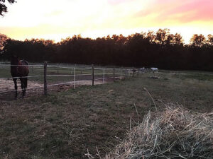 91 Chevaux-au-pre5 EARL Les Sapins Shiatsu et Bien-être Equin Pension Cheval Soins