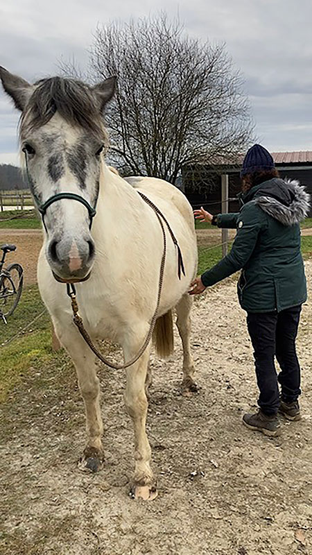 96 Shiatsu EARL Les Sapins Shiatsu et Bien-être Equin Pension Cheval Soins
