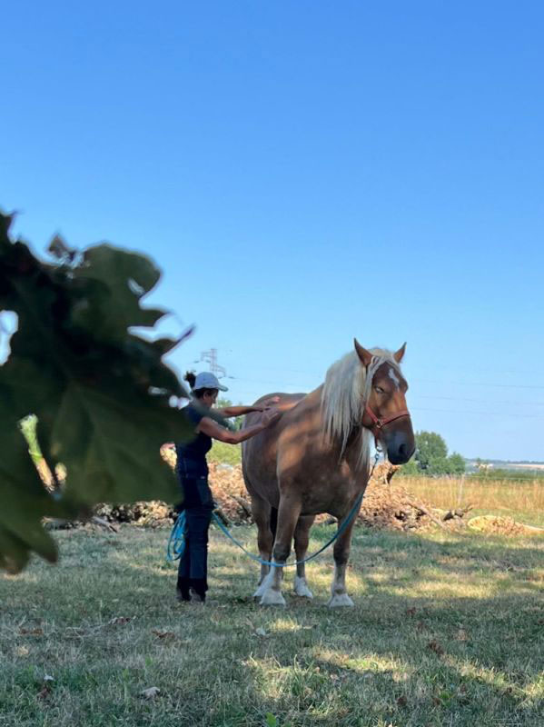 97 Soin EARL Les Sapins Shiatsu et Bien-être Equin Pension Cheval Soins