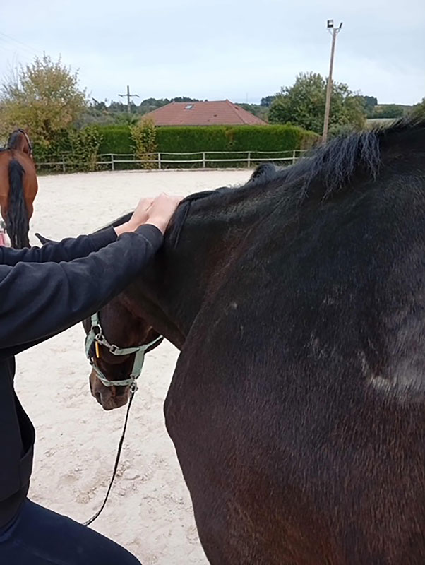 99 Massages-equin2 EARL Les Sapins Shiatsu et Bien-être Equin Pension Cheval Soins